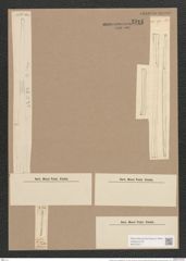 Synedra ulna var. longissima (W. Sm.) Brun. (de-Toni-Nr.: Genus 66, Species 2584) Zeichnungen Sammlung Grunow Nr. 5211 (NHMW-BOT-W0373577)